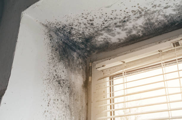 Affordable Mold Inspection And Testing solutions in Grampian, PA